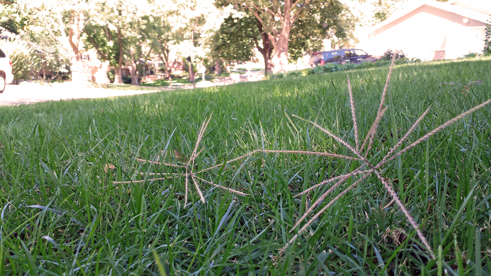 Windmill Grass