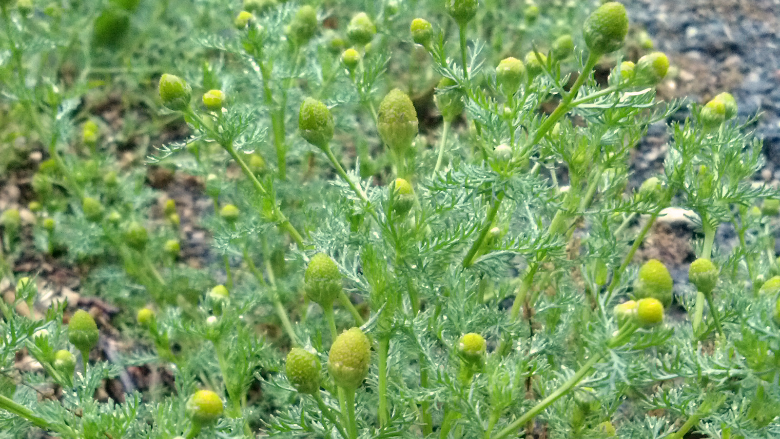 Pineappleweed